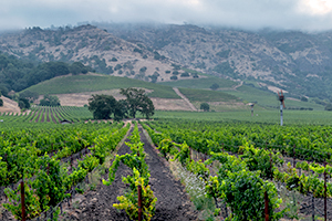 image of Pope Valley vineyard